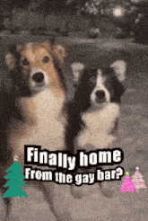 two dogs standing next to each other with the words finally home from the gay bar below them