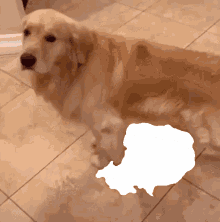 Pissing Dog Dog GIF - Pissing Dog Dog Piss GIFs