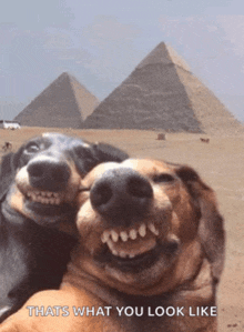two dogs are taking a selfie in front of the pyramids with the caption that 's what you look like