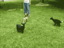 three goats are playing in a grassy field with the words " fuck you " written above them