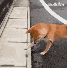 Touch The Insect The Pet Collective GIF - Touch The Insect The Pet Collective Scared GIFs