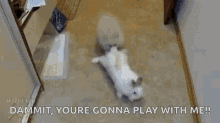 funny animals rabbit dog pull drag