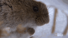 vole nibbling