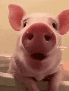 a pig is sitting in a bathtub and looking at the camera .
