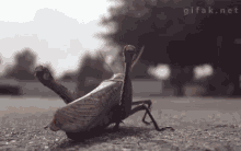 Grasshopper Rider - Grasshopper GIF - Grasshopper Grasshopper Rider Jockey GIFs