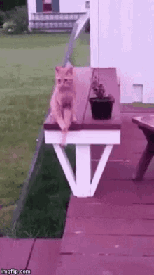 Pink Cat GIF - Pink Cat Aw GIFs