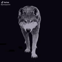 Wolf Lone GIF - Wolf Lone GIFs