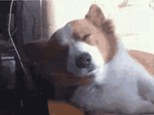 Cochilando Oique Dormindo GIF - Napping Hi What Sleeping GIFs