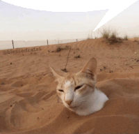 Speech Bubble Cat In Sand Sticker - Speech Bubble Cat In Sand Stickers