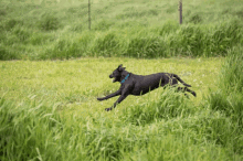 Dog Running Run GIF - Dog Running Run GIFs