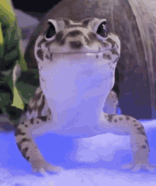 Bagged Milk Sweet Gecko GIF - Bagged Milk Sweet Gecko Blip GIFs