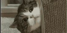 Cats Shookt GIF - Cats Shookt Play Time GIFs