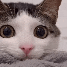 a close up of a cat with big eyes