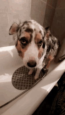 shower cut dog do sorry