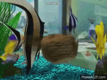 Finding Nemo Darla GIF - Finding Nemo Darla GIFs