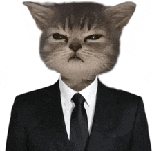 a cat with a human head is wearing a black suit and tie