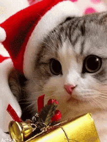 Cute Cat Christmas GIFs | Tenor
