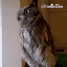 really the pet collective owl surprised shook