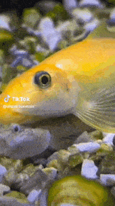 Fish Suck GIF - Fish Suck GIFs