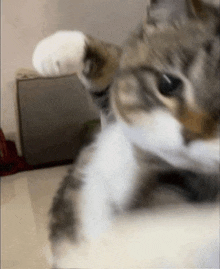 a close up of a cat laying on its back on a floor .