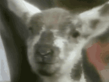 Goat Rage GIF