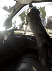 Molly Dog GIF - Molly Dog Looking Outside The Window GIFs
