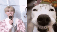 enhypen enhypen sunghoon nikifsto dog smiling white dog
