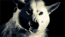 Game Of Thrones Dire Wolf GIF - Game Of Thrones Dire Wolf Ghost GIFs