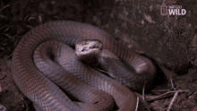 Snake Spit GIF - Snake Spit Venom GIFs