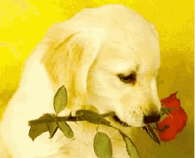 Rose Dog GIF - Rose Dog Cute GIFs