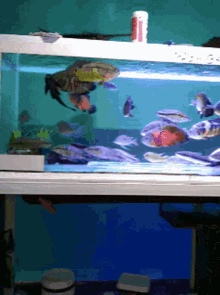 aquarium fishes swimming