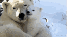 two polar bears hugging each other in the snow