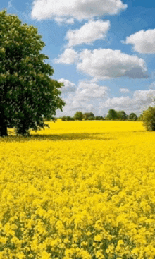 a field of yellow flowers against a blue sky with clouds