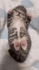 a kitten laying on its back with its eyes closed and pink paws