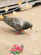 Pigeon Bonjour Hello Pigeon GIF - Pigeon Bonjour Hello Pigeon Sparrow Hello GIFs