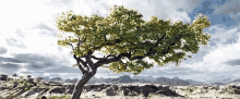 Runover Tree GIF - Runover Tree Smash GIFs