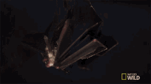 Ready To Fly Lesser Long Nosed Bat GIF - Ready To Fly Lesser Long Nosed Bat Wings GIFs