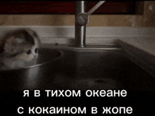 a kitten is sitting in a sink with a caption in a foreign language