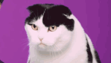 Cat Licking Lips GIF - Cat Licking Lips Hungry GIFs
