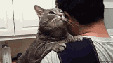 Cat Hug GIF - Hug Your Cat Day Pet Cat GIFs