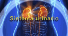 Sistema Urinario Urinary System GIF