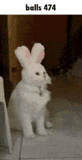 a white cat wearing bunny ears is standing on its hind legs in a room .