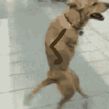 Just Walking Through GIF - Dog Funny Hands GIFs