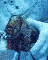 a person is holding a fly in their hands