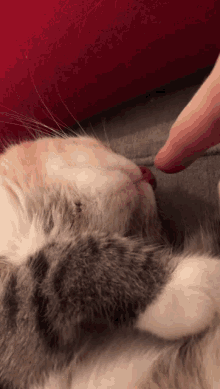 Cat Nose GIF - Cat Nose Tips GIFs