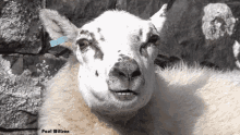Sheep Fazed Out GIF - Sheep Fazed Out Interesting GIFs