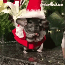 eating chew chomp christmas costume cute