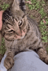 Cat Tabby GIF - Cat Tabby Headpat GIFs