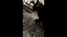 a cat is drinking water from a plastic bottle