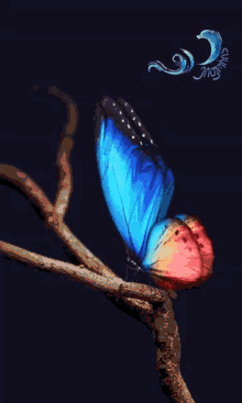 Butterfly პეპელა GIF - Butterfly პეპელა GIFs